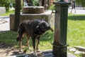 Thirsty dog Ã¢â¬â¹Ã¢â¬â¹drinking water from a fountain in a park Royalty Free Stock Photo